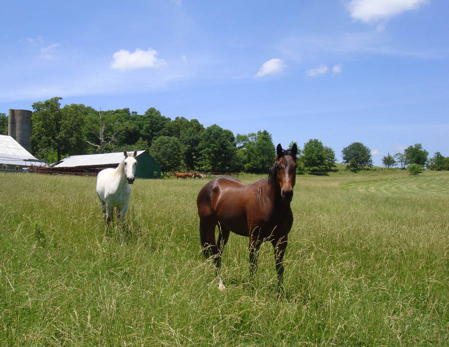 horses in the pasture