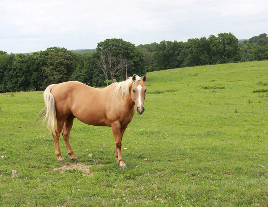palomino horse in the pasture