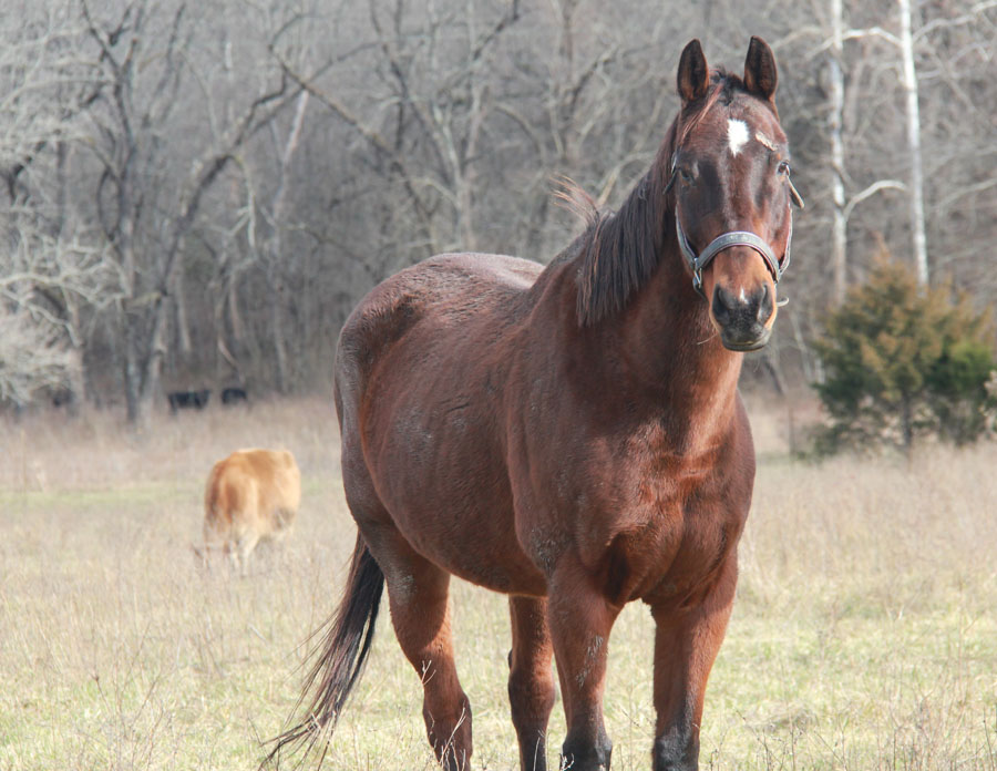 retired horse in pasture